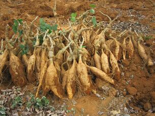 Kudzu sakne